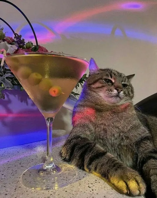 Ảnh vui mèo xỉn kể chuyện dáng nằm dài cạnh biển hiệu quán