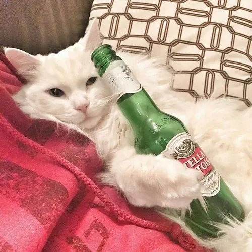 Meme hài mèo tam thể khoe kiểu nâng ly vụng về tạo nét dí dỏm