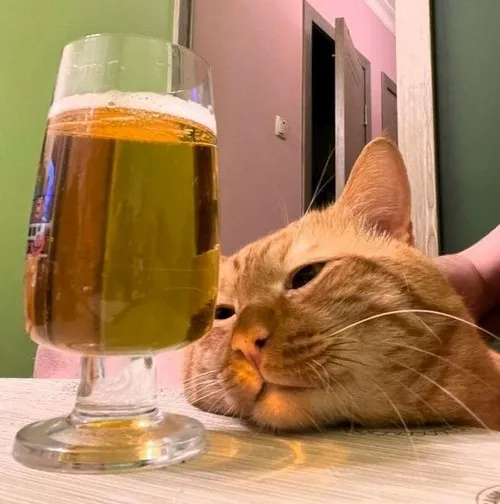 Hình vui mèo say sương dựa vào bàn và ghế tạo dáng lạ