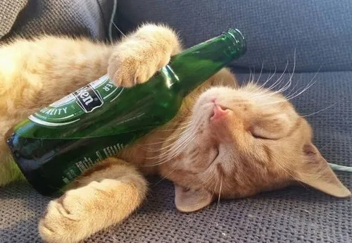 Meme mèo uống bia gắn với mèo gật gù trên bàn nhậu