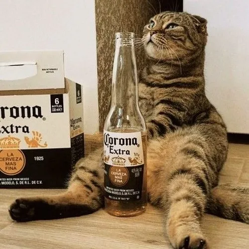 Meme vui mèo phê men hé lộ dáng nằm dài giữa ly và bọt