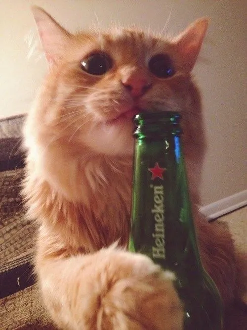 Ảnh chế mèo nhỏ vỉa hè tựa bàn nhậu giữa men nồng thơm dịu