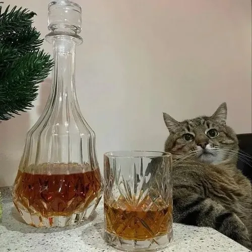 Meme hài mèo lắc đầu chan hòa tiếng cụng ly rộn ràng