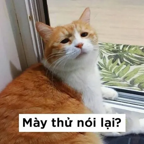 Meme chế miu thể hiện dáng cuộn tròn êm ái