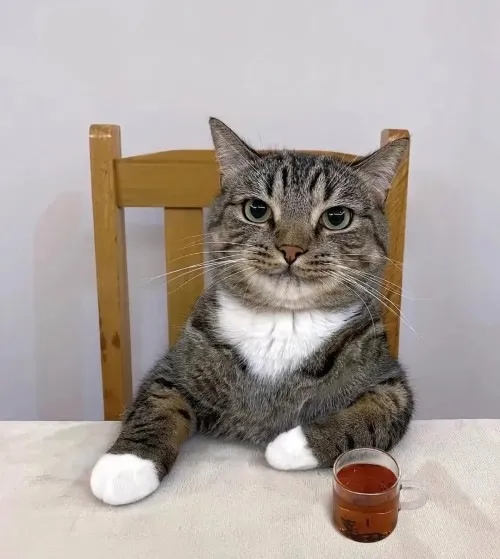 Ảnh vui mèo cute làm bật mũi hồng và tai nhỏ