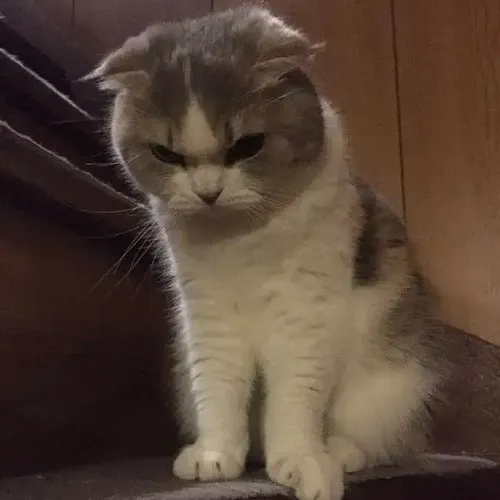 Meme hài mèo lườm liếc mô phỏng trạng thái đề phòng rất rõ