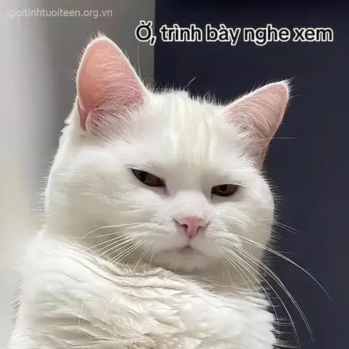Meme chế mèo nguýt phác họa đồng tử hẹp cùng biểu cảm nén lại