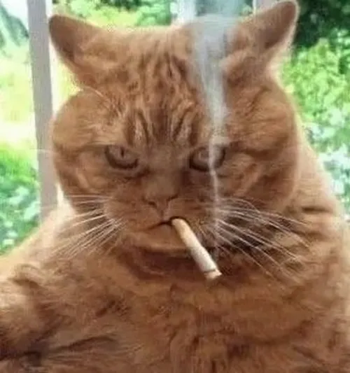 45 Meme Mèo Liếc/Lườm Mắt phù hợp nghi ngờ gắt gỏng không cần lời nói