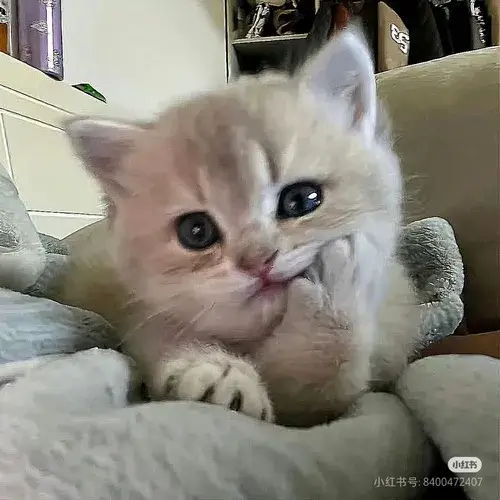 Khoảnh khắc tếu táo phả chiêu cà khịa nhẹ vào hội chat