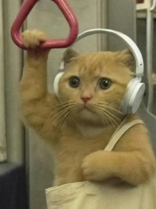 Hình troll bựa nhẹ khơi dáng méo méo lạ mắt