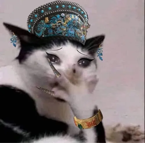 Meme mèo vàng phố tạo cảm giác ngáo ngơ độc đáo