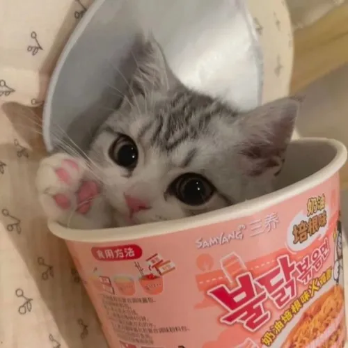 Meme mèo dòm hề thể hiện môi cong lạ