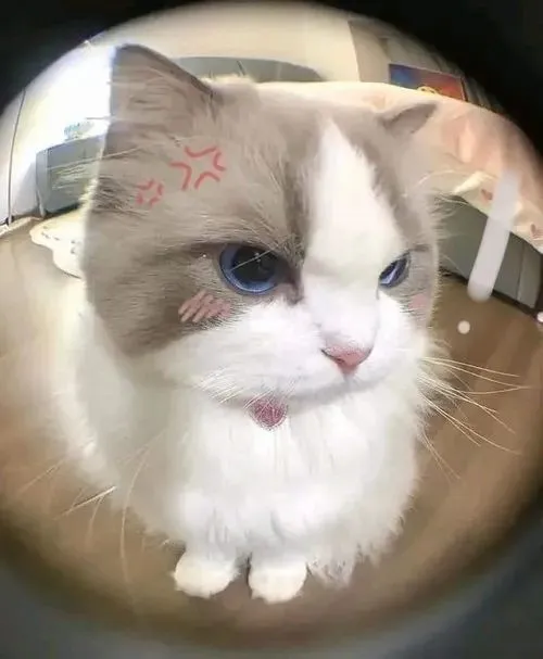 Ảnh vui mèo mắt hí bộc lộ nét lấm la lấm lét