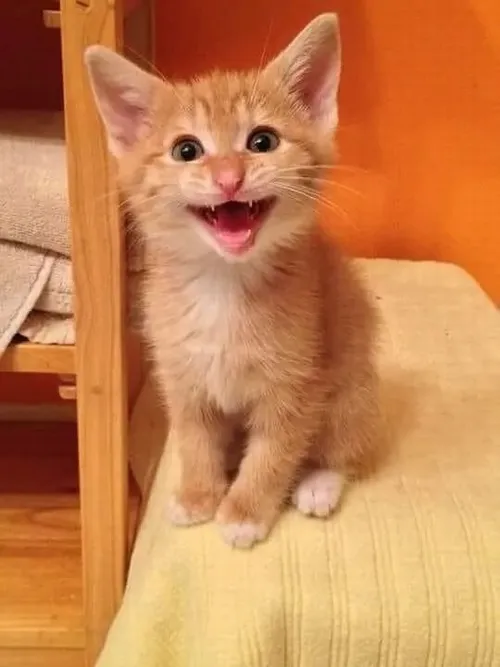 Niềm vui bộc phát qua meme mèo cười sảng khoái khi bạn bè tung cú chọc đúng điểm yếu