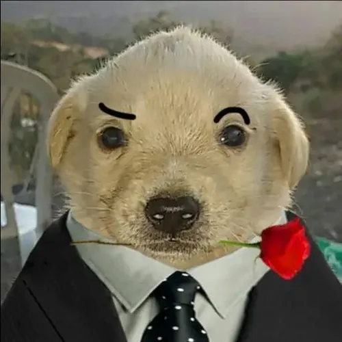 Khoảnh khắc chó bảnh bao Corgi dáng vest nghiêm nghị gây bật cười nhẹ