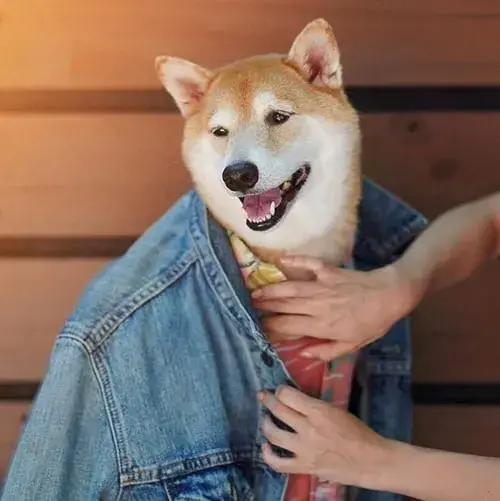 Meme chó vest đứng nghiêm gương mặt tỉnh khí chất sang