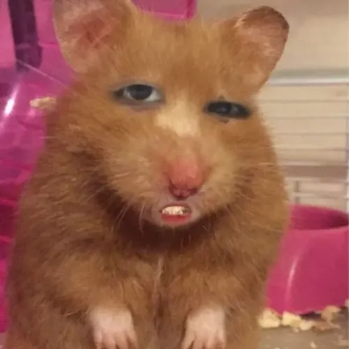 Hình chế meme vui hamster đáng yêu má phồng bất đối xứng rất vui mắt