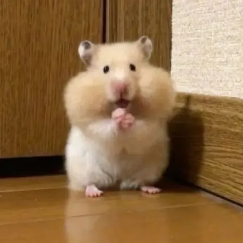 Meme chuột hamster má phồng gương mặt lệch pha tạo nét hài độc nhất