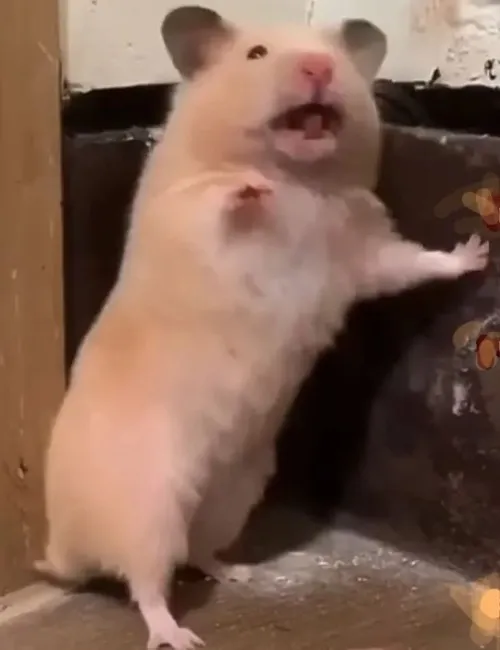 Hình troll hamster mặt phính chớp mắt nhanh như vừa choáng nhẹ