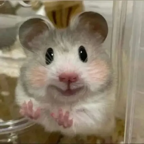 110+ ảnh Meme Chuột Hamster cute hài hước trong các tình huống bất ngờ