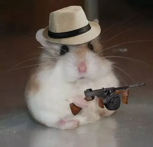 Meme chú chuột hamster phồng má đứng hình ngơ