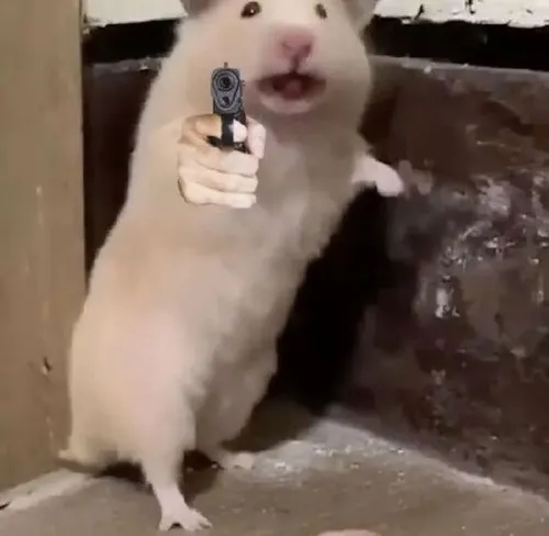 Ảnh troll hamster ngạc nhiên tai cụp nhẹ khi góc lia máy nhanh