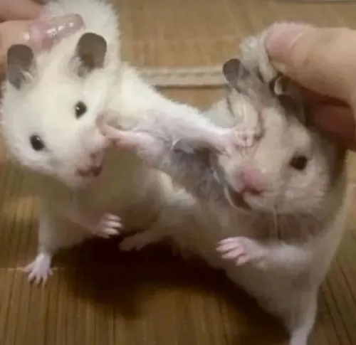 Chuột hamster và loạt biểu cảm phồng má hợp dùng lúc bạn choáng nhẹ