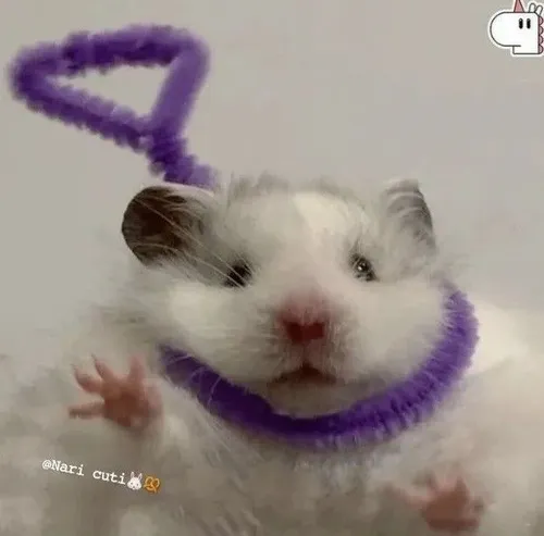 Khoảnh khắc hamster hoảng mặt lệch pha trợn tròn mang nét độc nhất