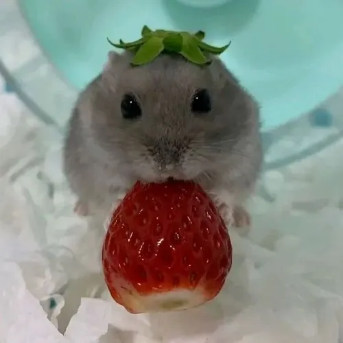 Hình meme hài chuột hamster nhỏ xíu má hamster phồng nhìn siêu vui