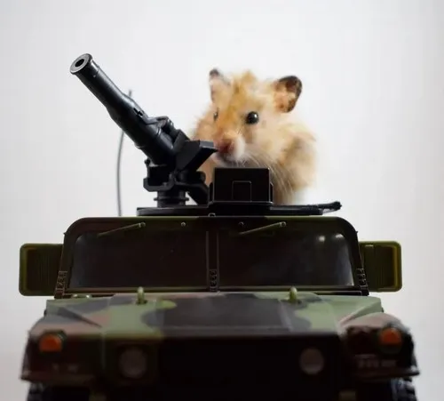 Biểu cảm chuột hamster giúp thay lời khi bạn vừa hoảng vừa buồn cười