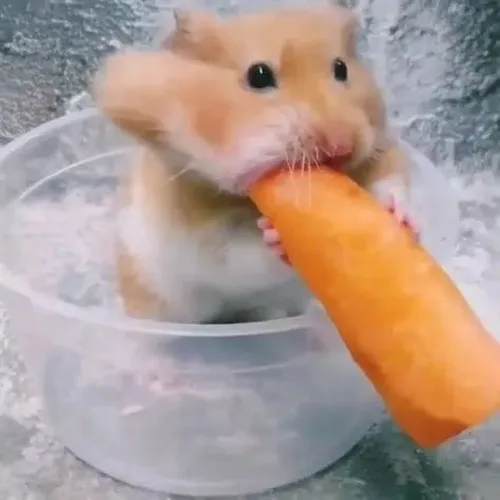 Khoảnh khắc hamster ngạc nhiên phản xạ nhanh nhìn chớp mắt liên tục