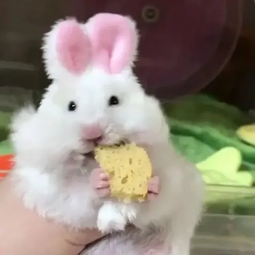 Hamster tròn vo thành biểu tượng vui nhộn cho cảm xúc lúng túng quá đột ngột