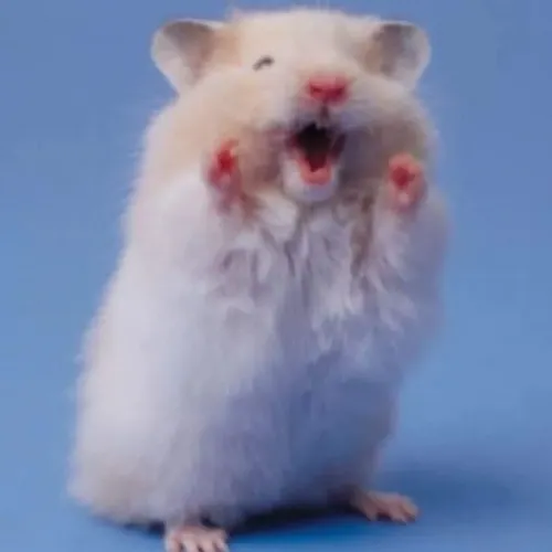 Cách meme chuột hamster tạo phản ứng hài trong tình huống bất ngờ thường gặp