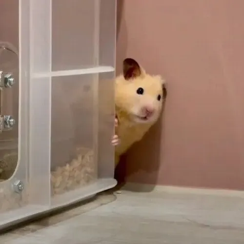 Khi hamster phồng má trở thành giải pháp diễn cảm xúc thay vì nói thẳng