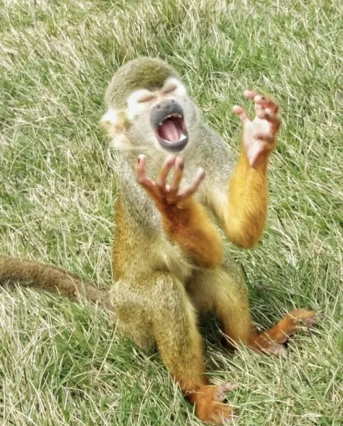 Hình troll khỉ trầm liên hệ khoảnh khắc do dự giữa phút vỡ lẽ