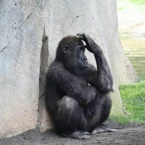 Hình chế meme con khỉ suy nghĩ nêu dáng ngồi bất động qua nét ngơ ngác pha trăn trở