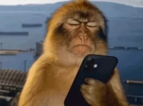 Khi cần mô tả cảnh đắn đo căng não thì meme con khỉ là chân ái