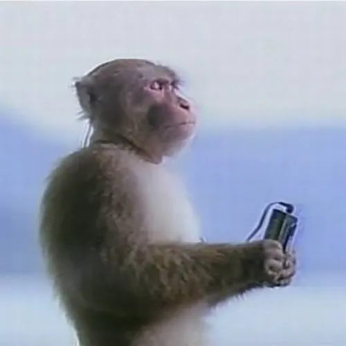 Ảnh troll con khỉ suy nghĩ gắn với ánh nhìn nghiêng