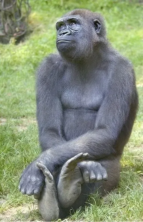 Ảnh chế khỉ suy tư gắn với biểu cảm đậm chất rừng