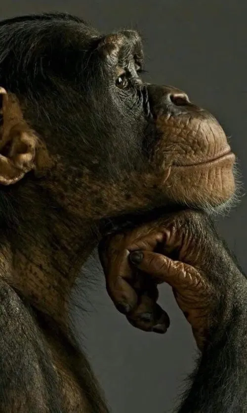 Ảnh meme khỉ lơ liên hệ cảnh đắn đo trong cặp mắt liếc nghiêm