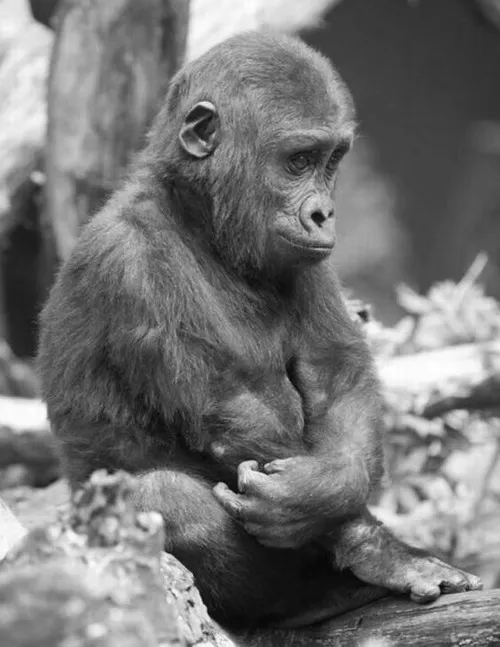 Meme vui con khỉ suy nghĩ gắn cùng nét mặt trăn trở