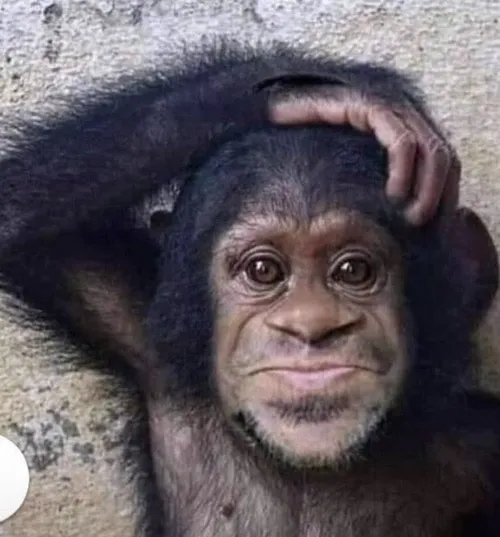 Meme hài con khỉ suy nghĩ nêu khoảnh khắc đăm chiêu qua cú liếc nghiêm pha bối rối