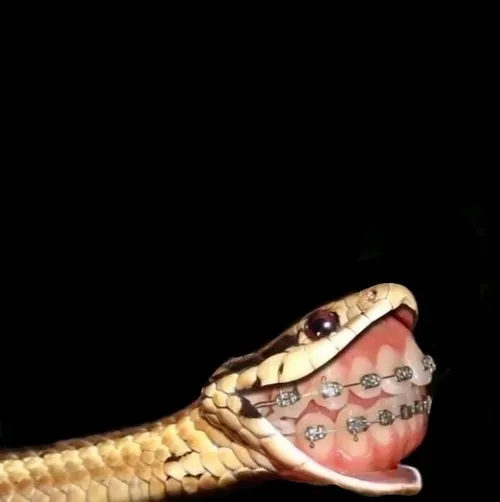 Ảnh chế xà thể hiện rình mồi trong bụi thảo mộc.