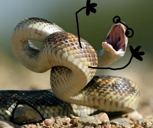 Trọn bộ 58 Meme Con Rắn biểu cảm cute lạnh lùng nhưng hài hước bất ngờ