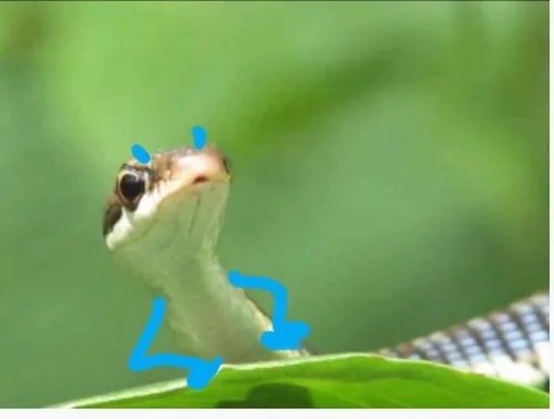 Meme con rắn gợi dáng rắn cuộn thân linh hoạt.