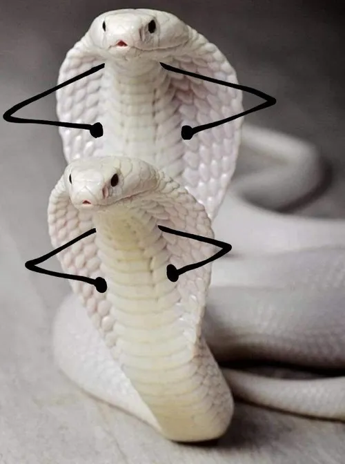 Hình troll xà nêu chuyển động phóng nhanh thú vị.