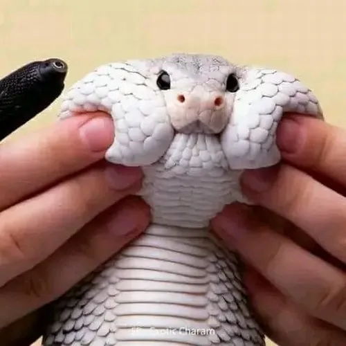 Ảnh chế xà lớn đề cao cách thè lưỡi liên tục.