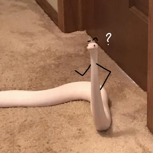 Ảnh chế xà gợi sự khó lường qua ánh nhìn nghiêng.