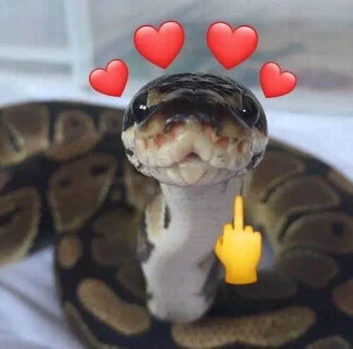 Meme con rắn gắn nét lưỡi tách sắc bén.