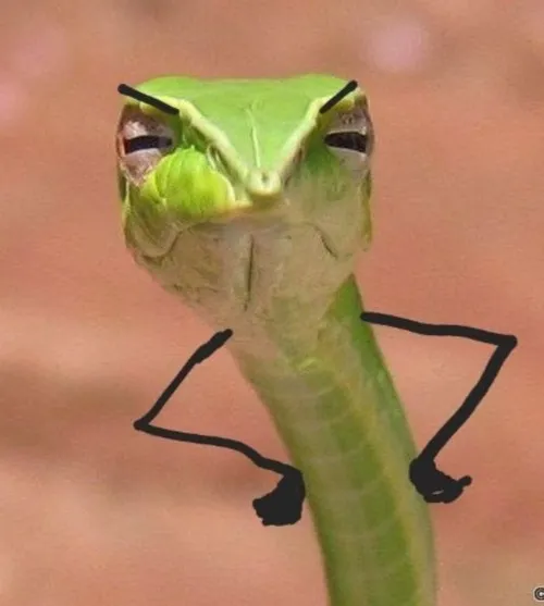 Meme con rắn bắt trọn tiếng phì phì hiếu chiến.